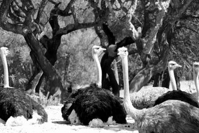 Ostriches on field against trees