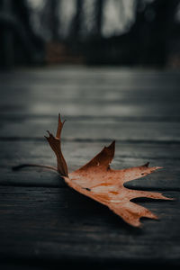 Close-up of dry maple leaf on footpath