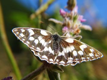 Close-up of butterfly perching on flower