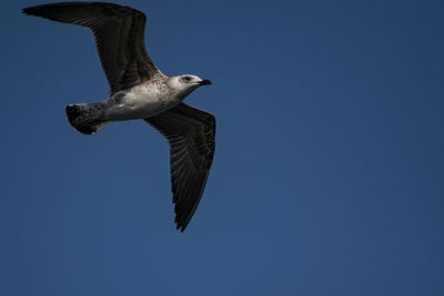 Low angle view of eagle flying against clear blue sky