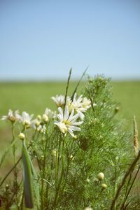 Close-up of flowering plants on field against clear sky