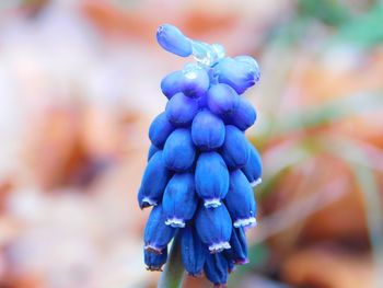 Close-up of fresh purple flowers