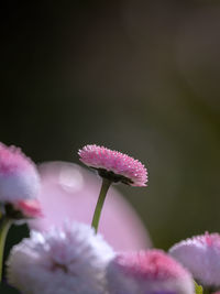 Close-up of pink rose flower