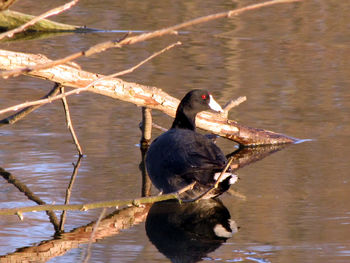 Bird perched in water