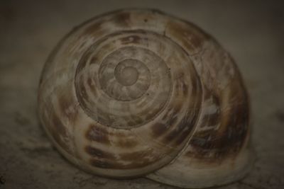 Close-up of snail