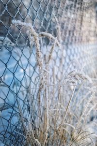 Close-up of frozen plants on field