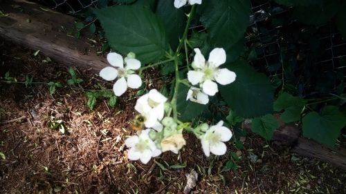 Close-up of white flowers