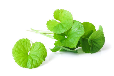 Close-up of green plant against white background