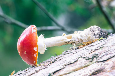 Close-up of apple on wood