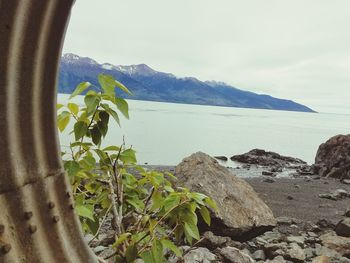 Close-up of plants by sea against sky