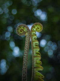 Close-up of green plant