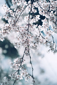 Low angle view of cherry blossom tree