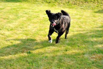 Dog on grassy field