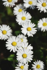 Close-up of white flowers blooming outdoors