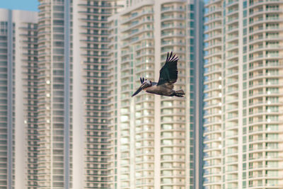 Low angle view of bird flying against buildings