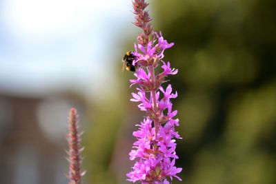 Close-up of insect on purple flowering plant