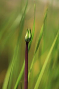 Close-up of green bud on plant