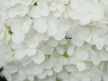 Close-up of white flowers