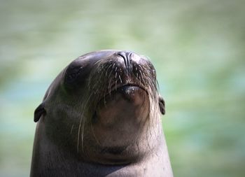 Close-up of sea lion