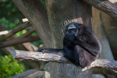 Monkey sitting on tree at zoo