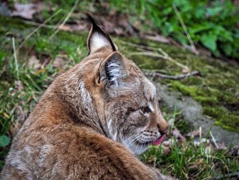 Close-up of a lynx looking away