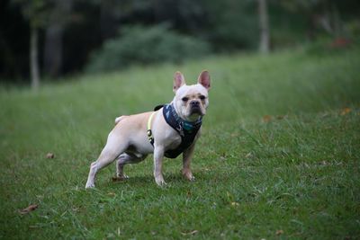 Dog running on grassy field