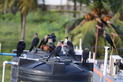 Pigeons perching on railing