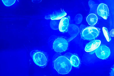 Close-up of jellyfish in sea