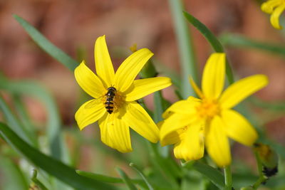 Close-up of bee on yellow flower