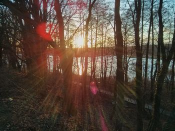 Sun shining through trees