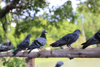 Low angle view of pigeons perching on tree