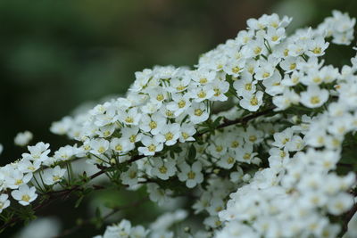 Close-up of white hydrangea flowers