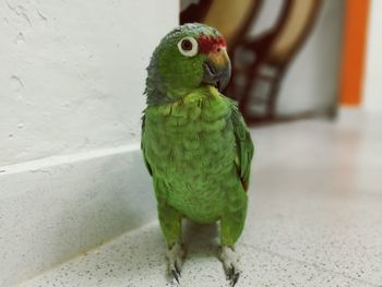 Close-up of parrot perching