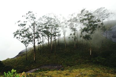 Trees in foggy weather