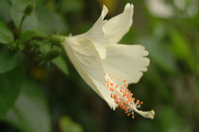 Close-up of white flowering plant