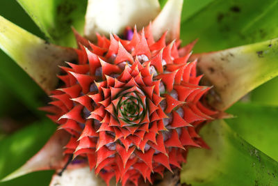 Close-up of red flower