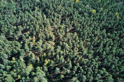 Green forest, aerial view. nature landscape of pine trees, bird eye view