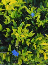 Close-up of blue flowering plant
