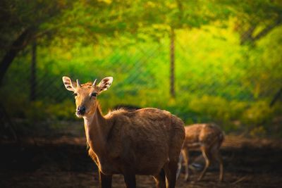 Portrait of deer standing on field
