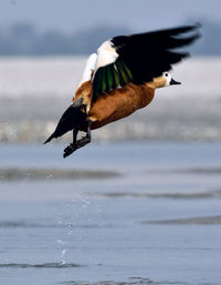 Bird flying over sea
