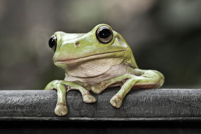 Close-up of a frog