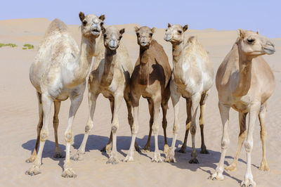 Group of camels in the desert of the middle east, animal portrait