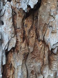 Detail shot of tree trunk