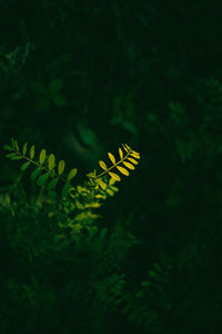 Close-up of fern leaves against blurred background