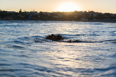 Close-up of swimming in river against sky at sunset