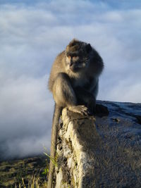 Close-up of monkey sitting against sky