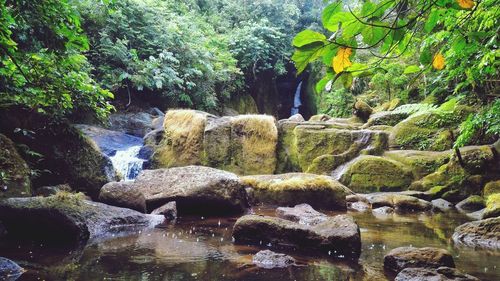 Stream flowing through rocks in forest