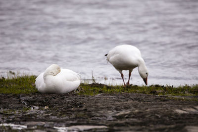 White swan on field