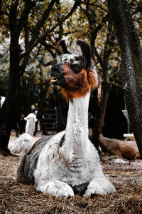 Close-up sitting lama with white and brown hair looks to the left with big eyes.