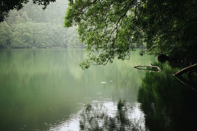 Scenic view of lake